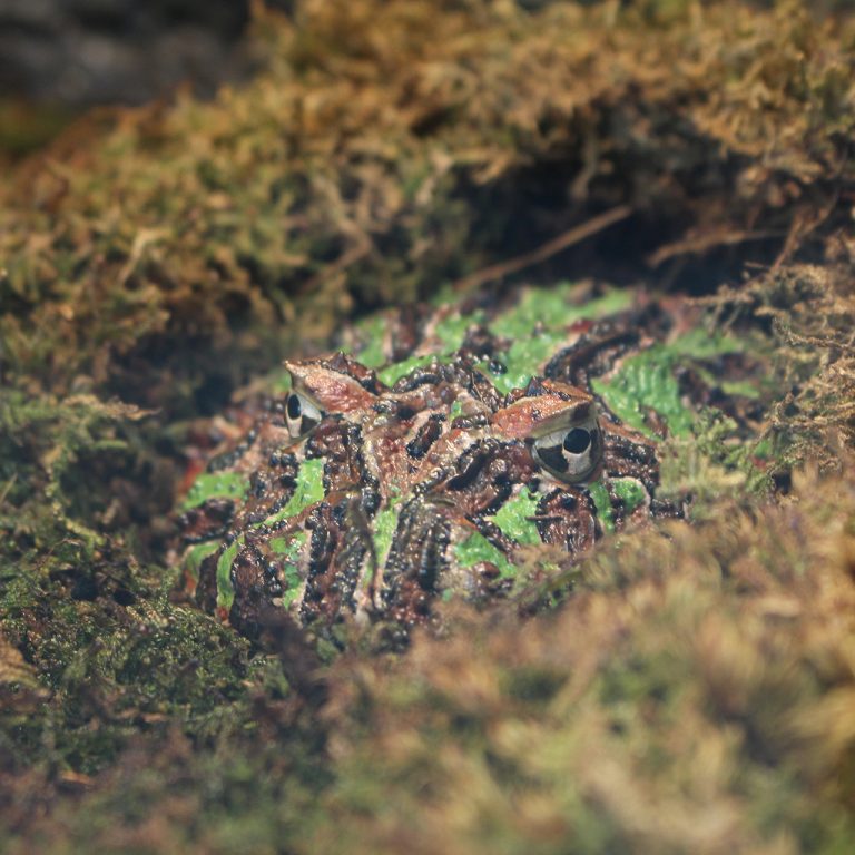 An ornate horned frog lurks among moss, most of its very large body hidden, eyes sitting atop its very round and flat body