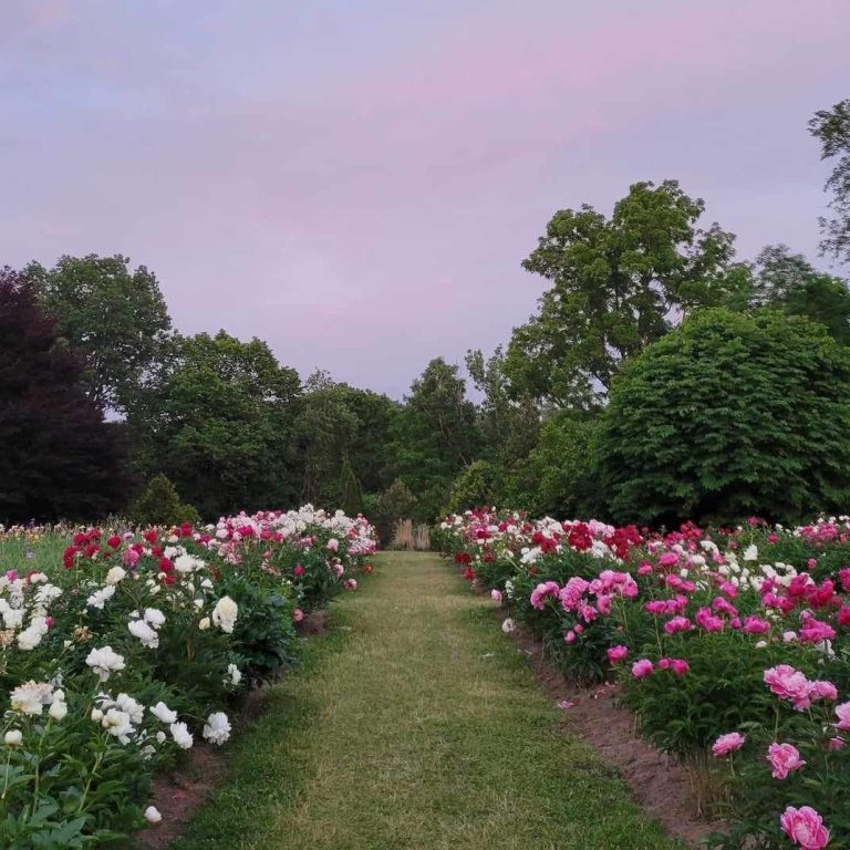 Two rows of peony plants in bloom at twilight