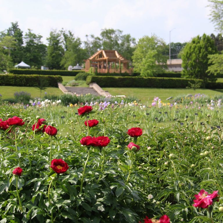 red peonies in bloom with the laking garden