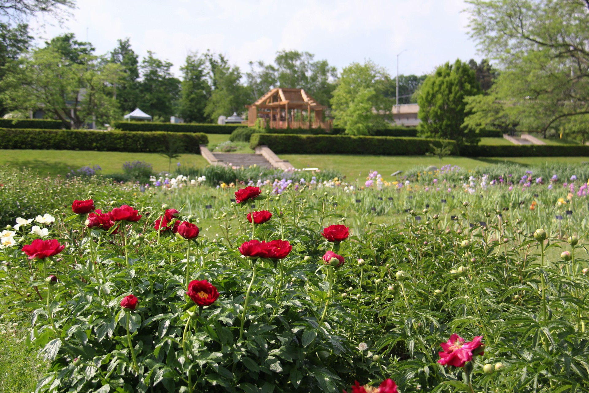 peony-laking red peonies in bloom with the laking garden