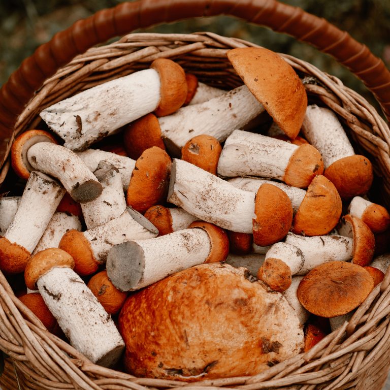 Basket of foraged mushrooms