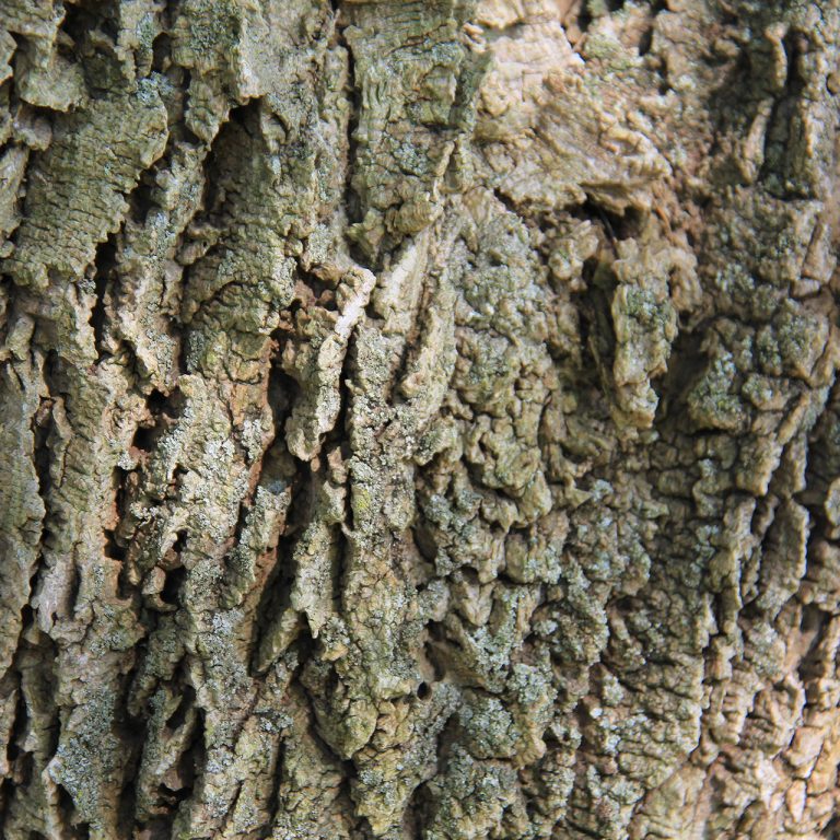 rough bark of the phellodendron amurense tree