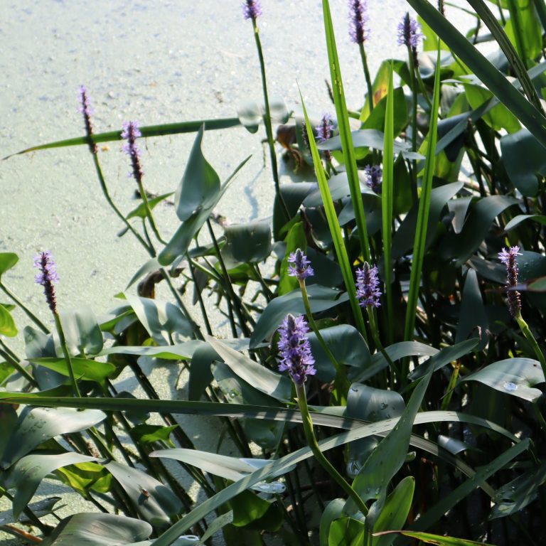 pickerelweed growing along the shore at Cootes Paradise