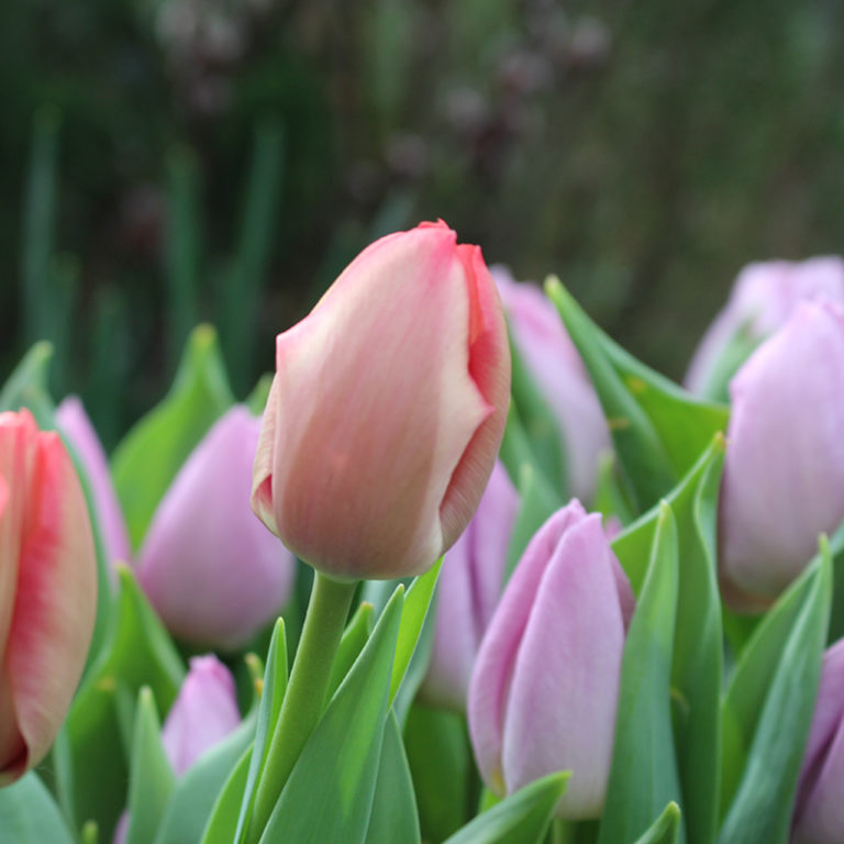 Pink And Purple Tulips