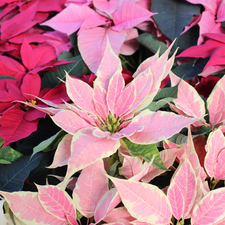 Pink And Red Poinsettia Display