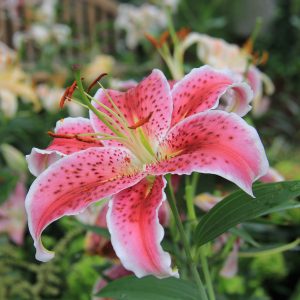 pink-and-white-lily-in-breezeway-display Pink And White Lily In Breezeway Display