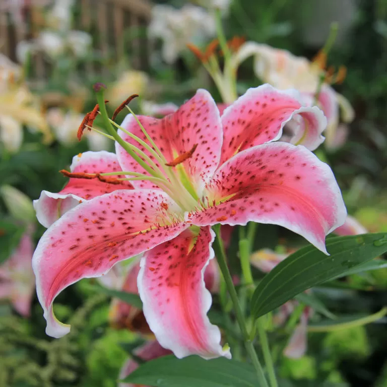 Pink And White Lily In Breezeway Display
