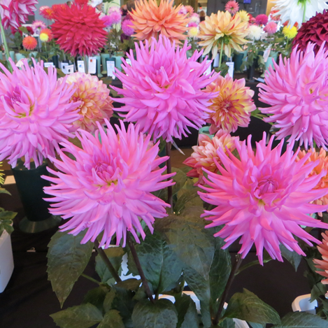 5 pink spiky chrysanthemum blooms in a display vase