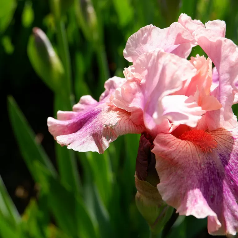Pink Dwarf Iris Flower