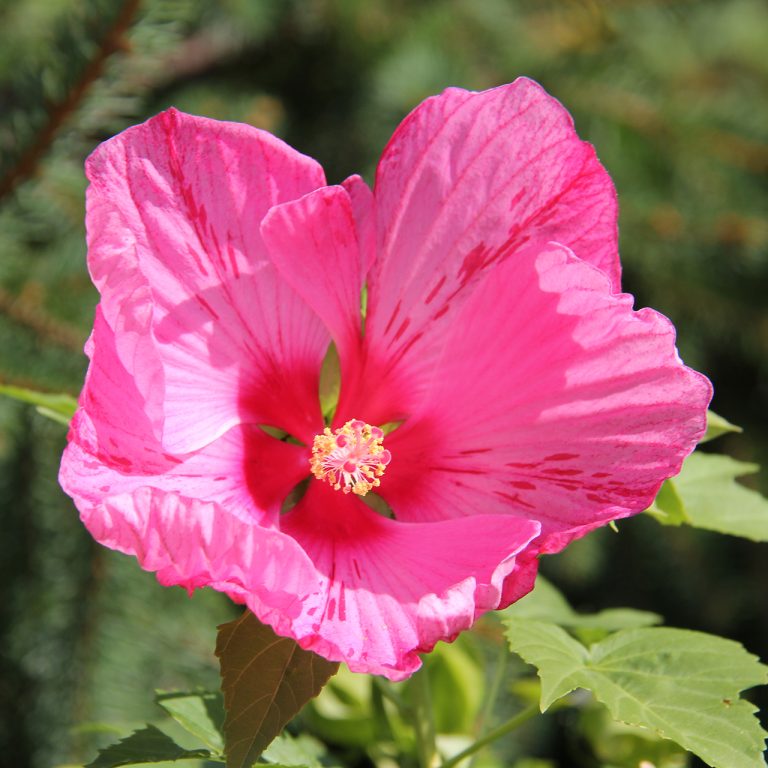 Bright pink hibiscus blooming