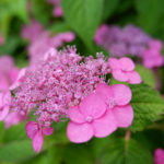 Pink Hydrangea Starting To Bloom