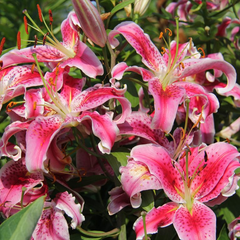 A large cluster of bright pink lilies in bloom with yellow centres