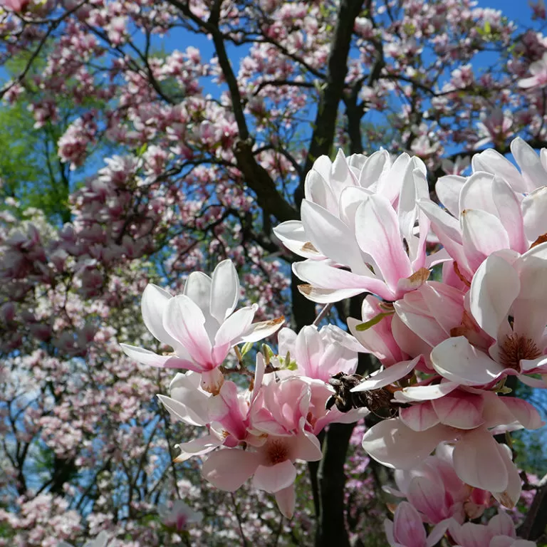 Pink Saucer Magnolia Blooms