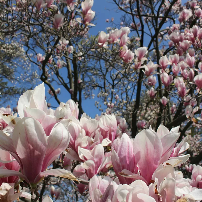 Pink Saucer Magnolia Flowers In Bloom