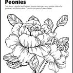 pleasant peonies activity sheet pleasant peonies activity sheet