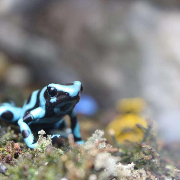 Tiny black and bright blue poison dart frog