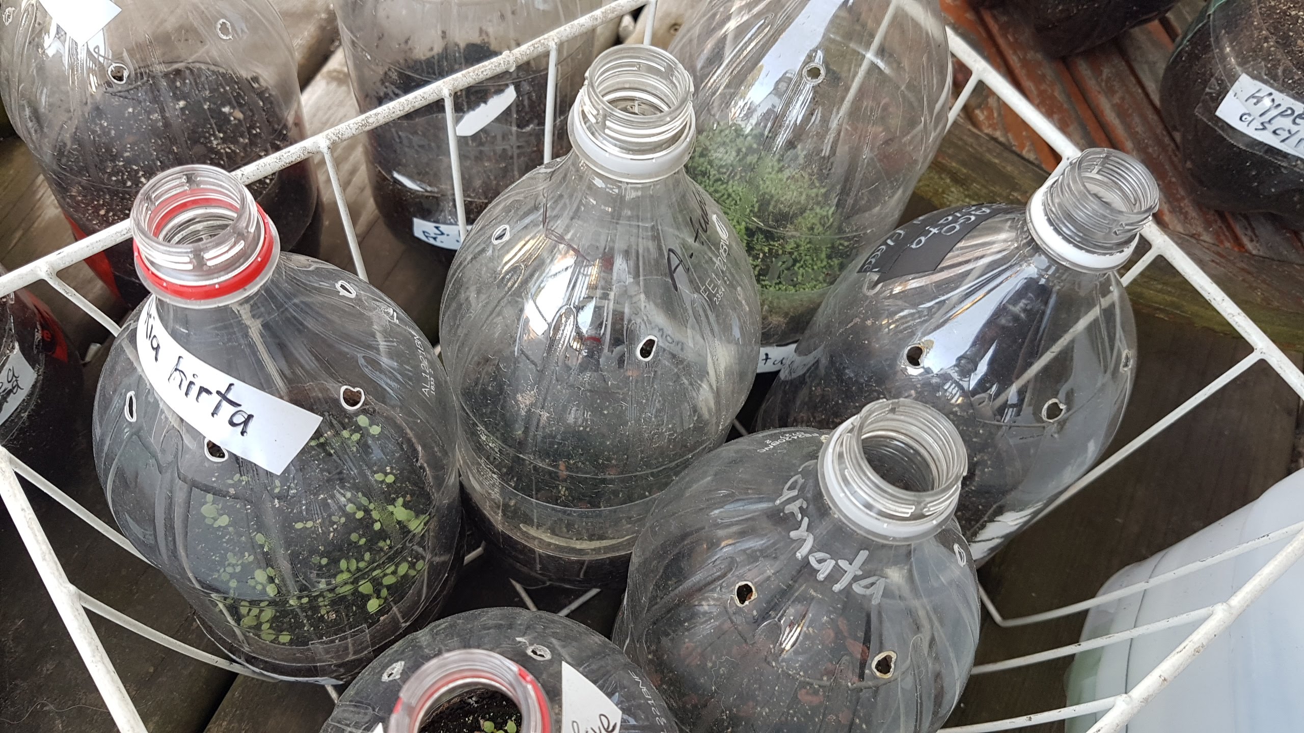 pop-bottles-w-seedlings-germination pop bottles with seedlings germination