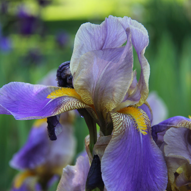 Purple Bearded Iris Flower