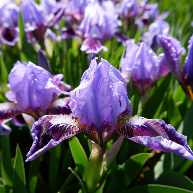 Purple Dwarf Iris