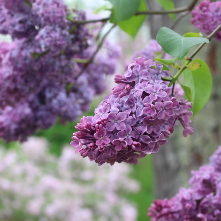Purple Lilac Bunch In Bloom