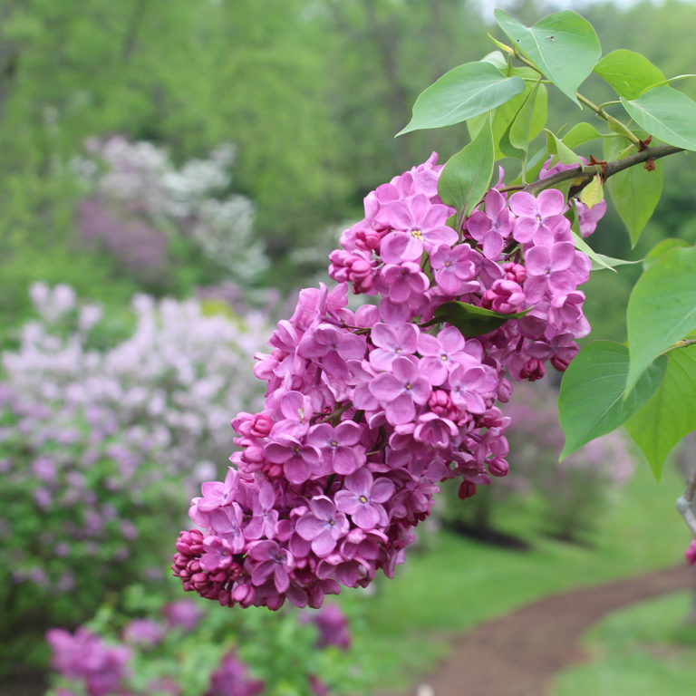 Purple Lilac Bunch In Spring Arboretum