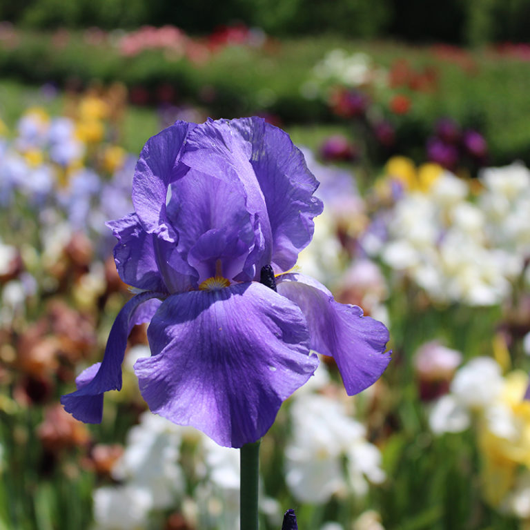 Purple Tall Iris With Bed Of Blooms
