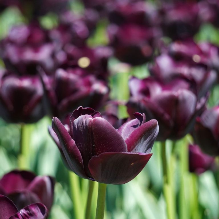 dark purple tulips