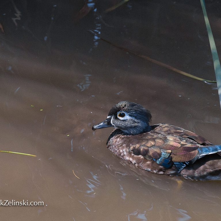 Brown duck swimming in the marsh