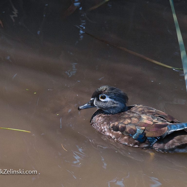duck swimming in marsh