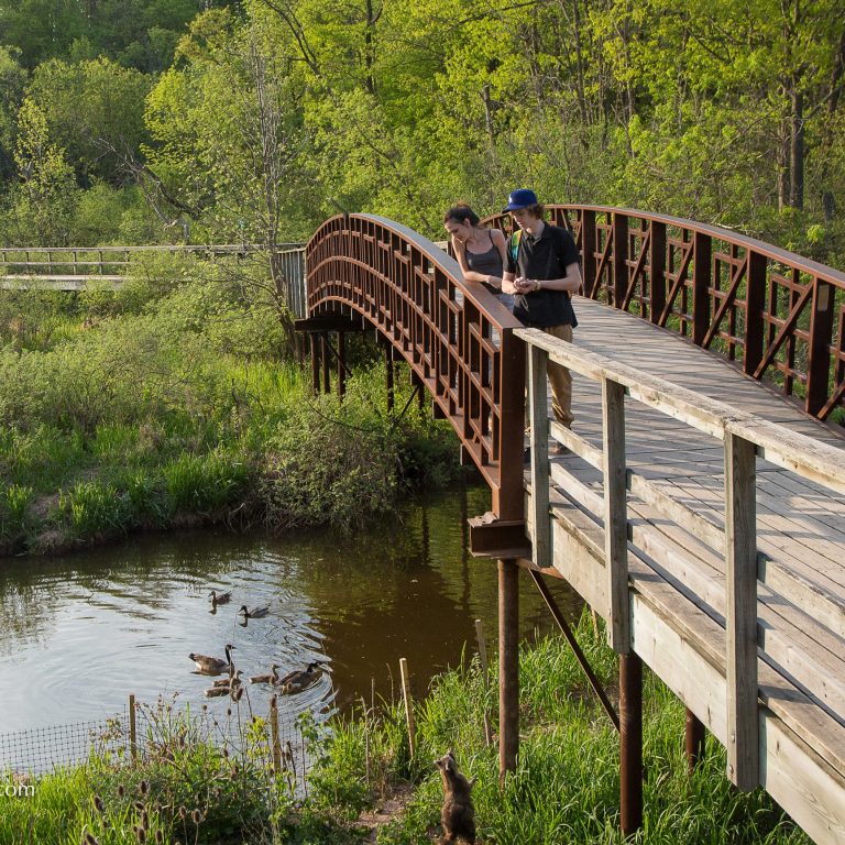 visitors on a footbridge viewing ducks swim in the creek below