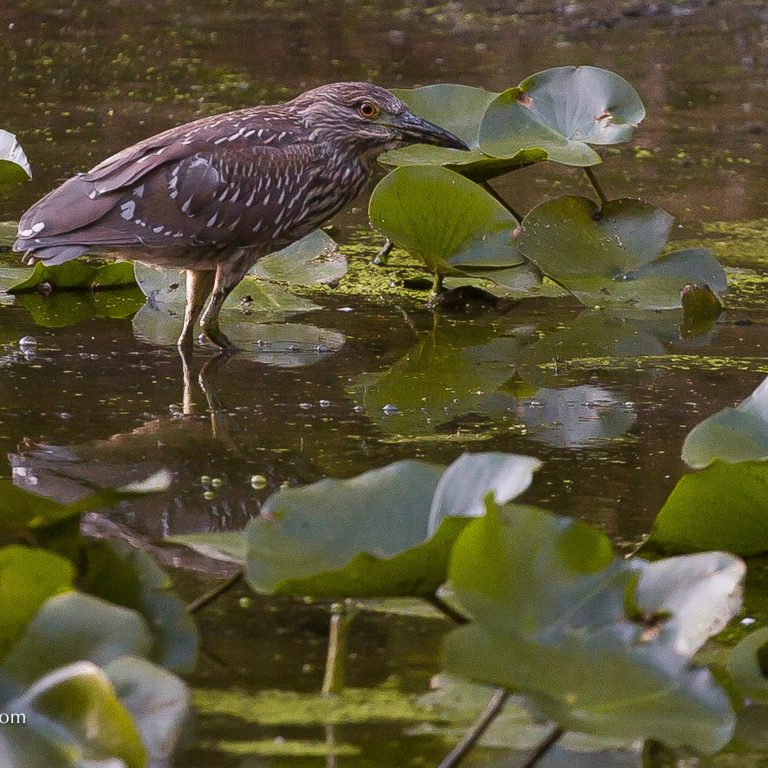 possibly juvenile night heron amongst waterlilies in the marsh