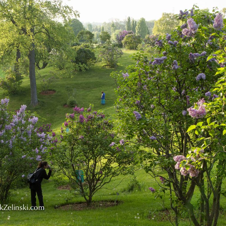 visitors roaming throughout the lilacs and smelling the flowers