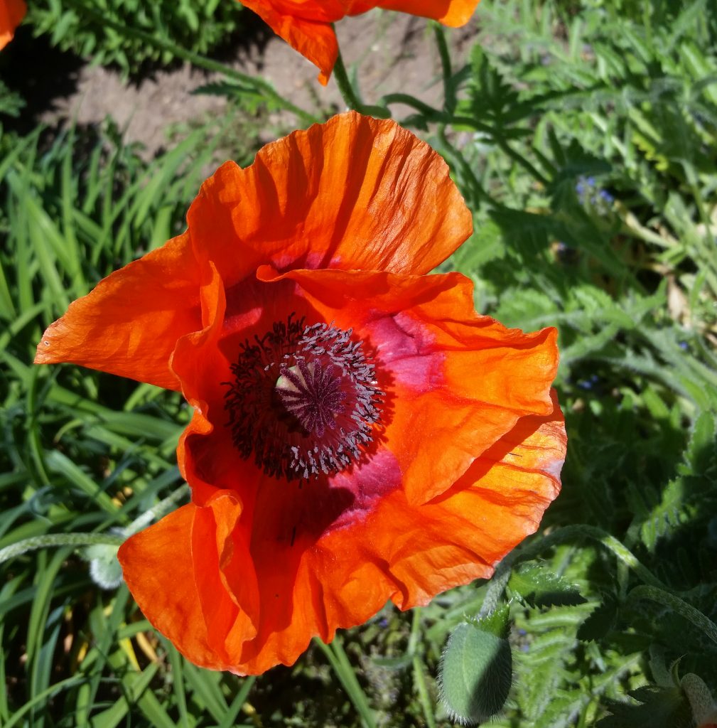 Poppies: The Symbol of Memorial Day - Garden Goddess Sense and  Sustainability: A Saratoga Garden Blog