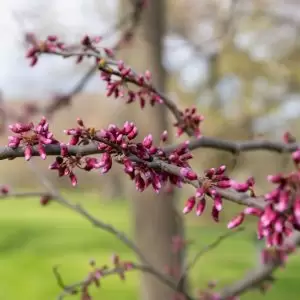 Redbud still in tight bud, but starting to swell and show vibrant colour