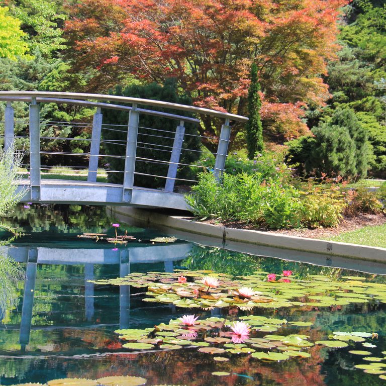 arched metal bridge over a water feature at rock garden, featuring water lilies, and surrounded by greenery