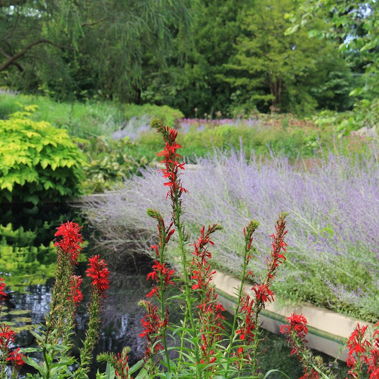 Bright red cardinal flower spikes bloom against a backdrop of Russian sage and water lilies