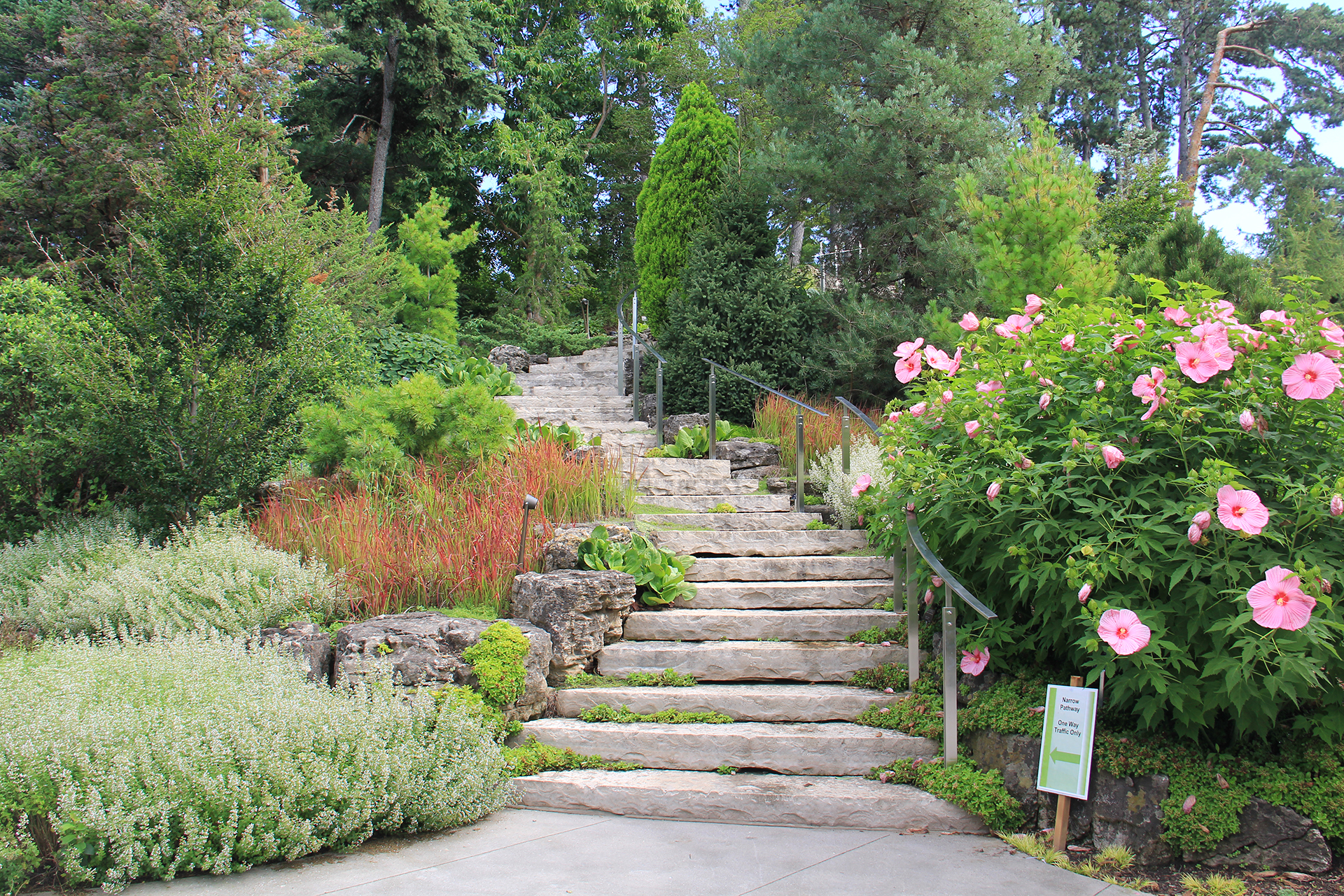 A curving path of limestone steps ascends through an embankment of perennial blooms at rock garden, including a large hibiscus shrub
