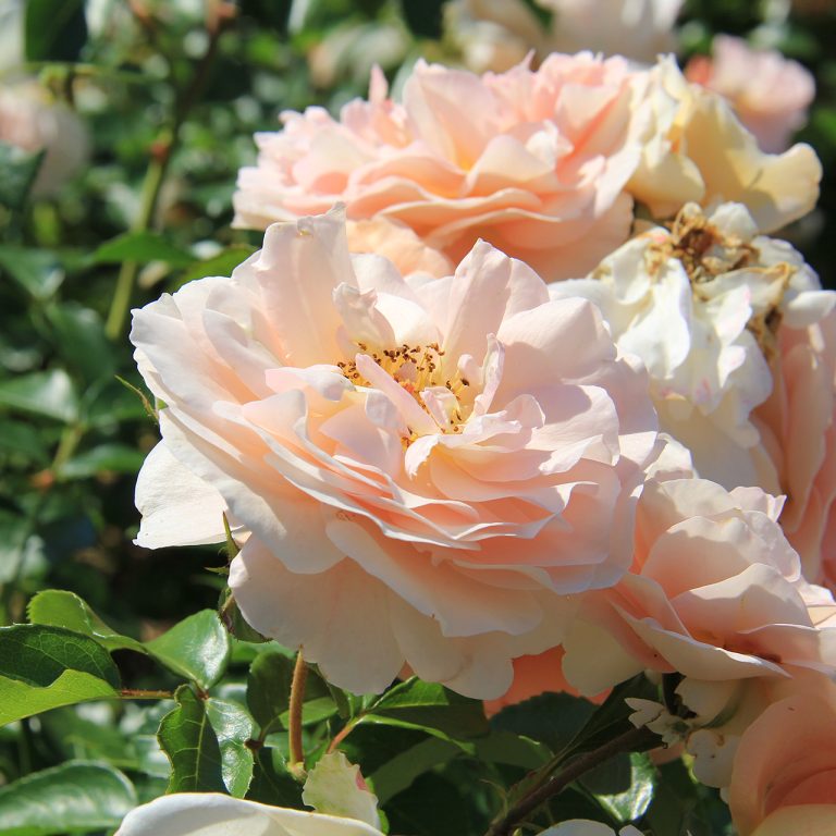 peach coloured rose