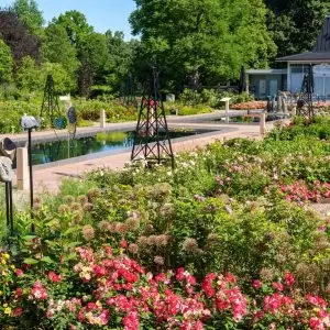 landscape view of the Rose Garden at peak bloom