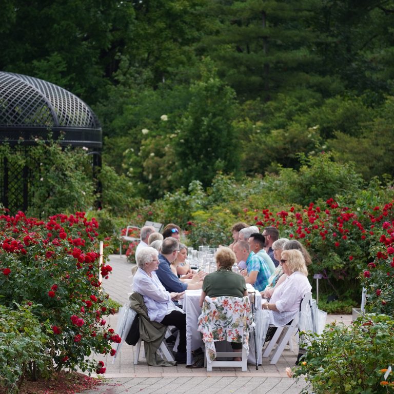 guests seated at a dining table placed along the pathway of the rose garden in peak bloom