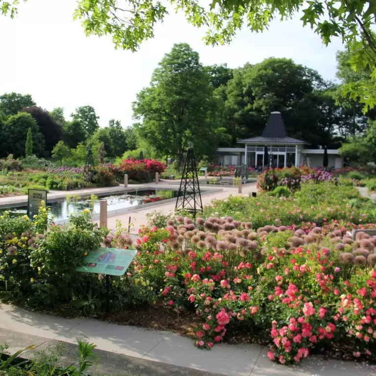 Wide angle of the rose garden in full bloom
