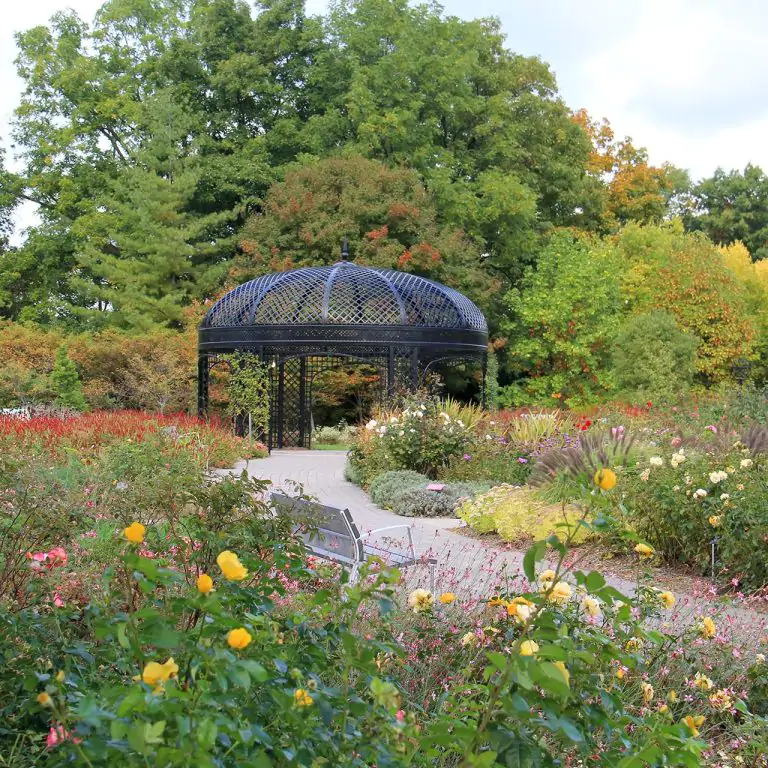 Rose garden in fall, a path winds between late season roses and companion plants ending at a large black gazebo