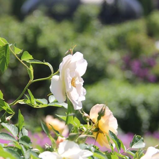 Earl orange rose blooms in Hendrie Park