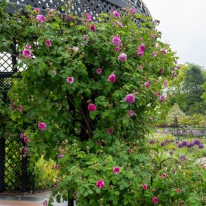 hot pink climbing roses starting to bloom on the gazebo trellis