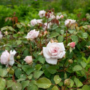 olivia austin pink rose starting to bloom