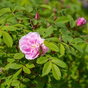 single pink shrub rose in bloom surrounded by many tight flower buds