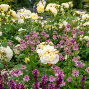 vanessa bell rose at peak bloom among pink and purple companion plants
