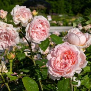 roses-june17 pink roses in peak bloom