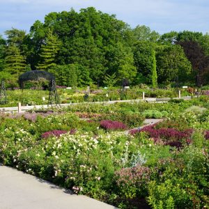 roses-june17-full Rose Garden and companion plants nearing peak bloom