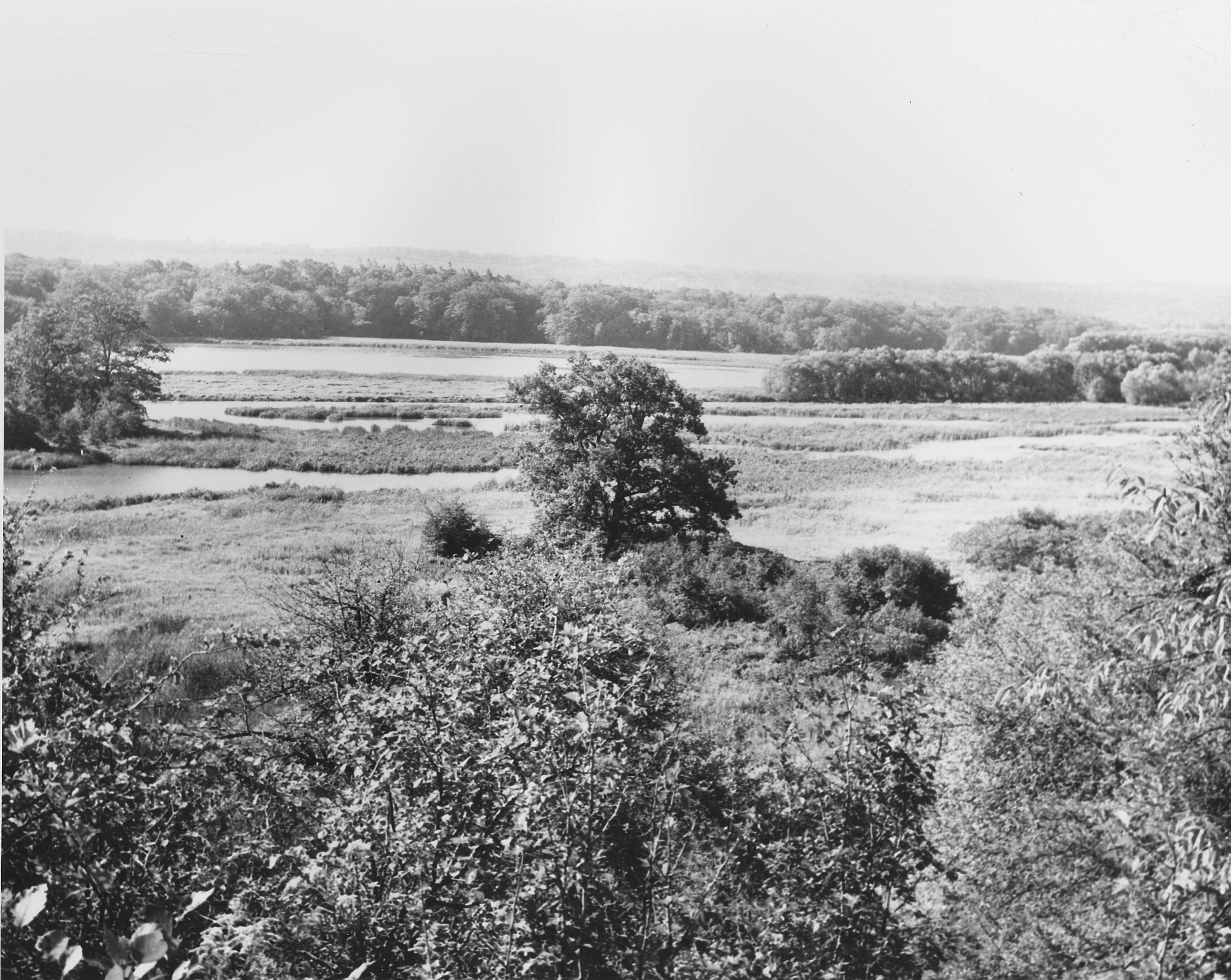 Cootes Paradise